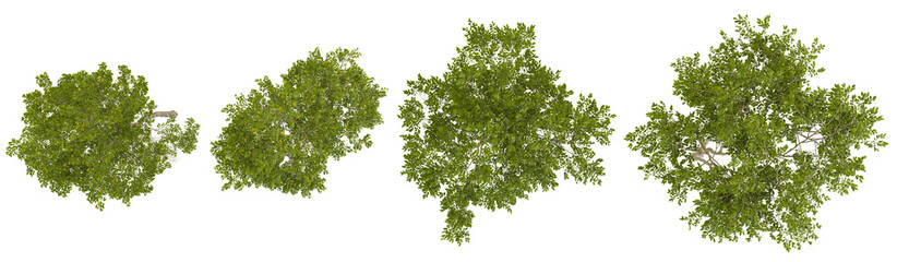 Set of Serviceberry,Crape Myrtle trees on transparent background from the top view © Saifstock