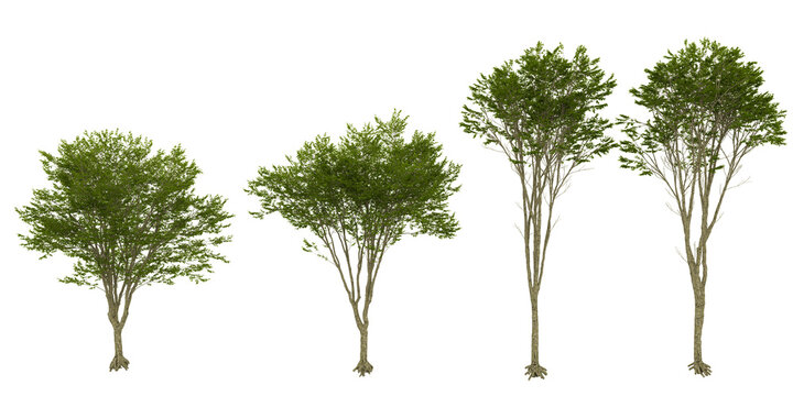 Set of Zelkova,American Elm trees on transparent background