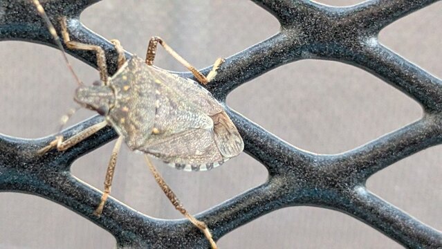 Brown Marmorated Stink Bug on Outdoor metal mesh surface