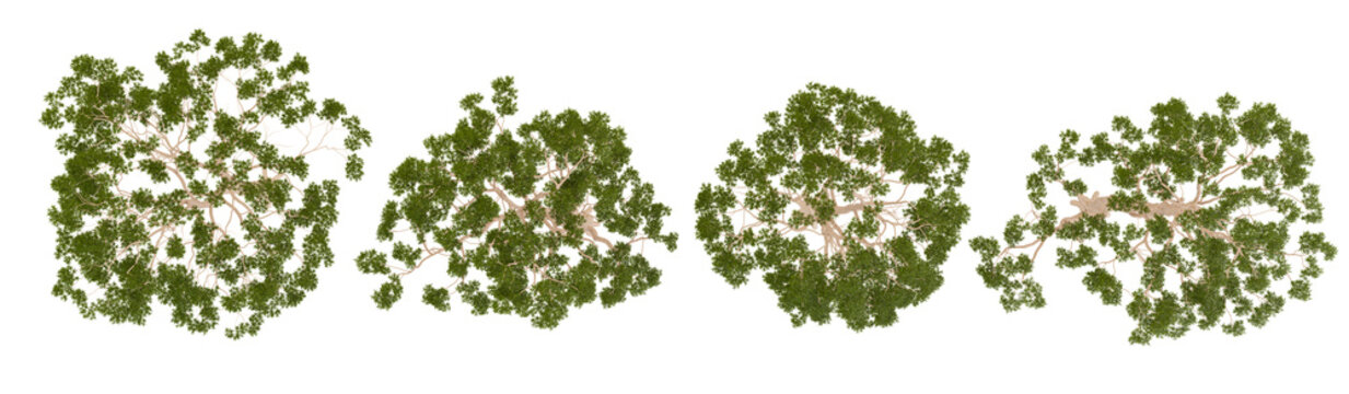 3d illustration of Eucalyptus plants on transparent background from the top view