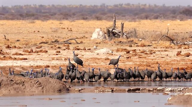huge flock of helmeted guinea fowls, Numida meleagris, at waterhole 627