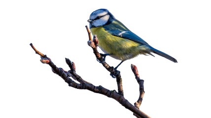 Eurasian blue tit perched on bare branch with wildlife feathers ornithology songbird background isolated standing detailed watching outdoors creature © Jahid