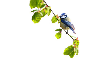 Eurasian blue tit perched on green leafy branch with wildlife feathers ornithology songbird background isolated standing watching outdoors creature © Jahid