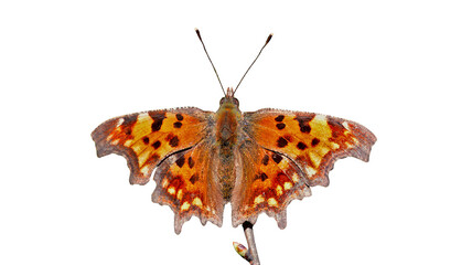 Comma butterfly isolated on white background with butterfly polygonia wildlife entomology isolated background beautiful lepidoptera creature stunning © Jahid