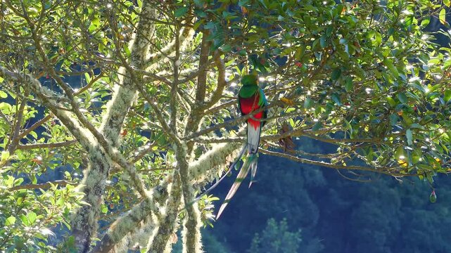 resplendent quetzal male, Pharomachrus mocinno, on branch in wild avocado tree 373a
