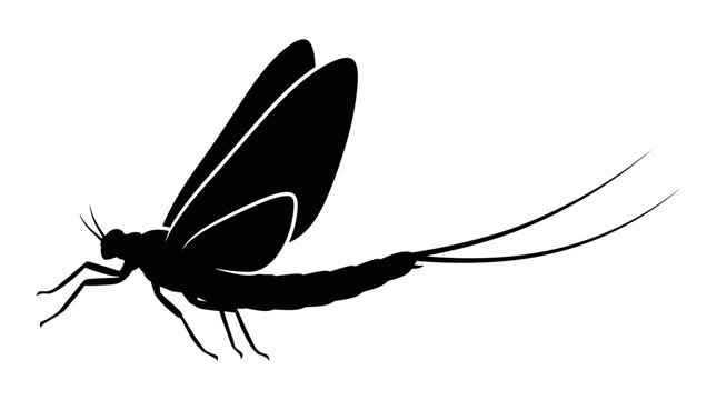Mayfly insect silhouette with long tails.