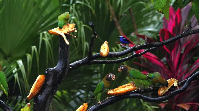 flock of orange-chinned parakeet and brown-hooded parrots at feeder in tropical rain 103