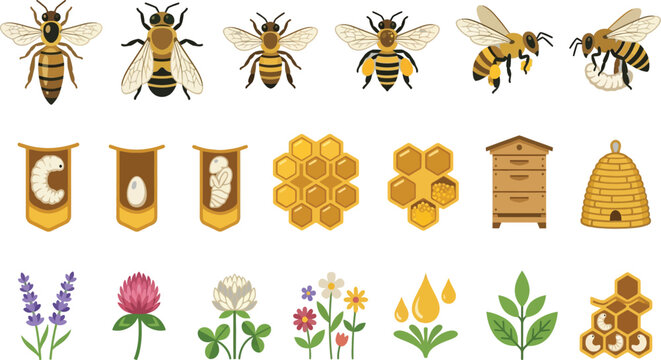 Vector set of honey bee life cycle stages, beehive icons, and apiculture elements in flat design style