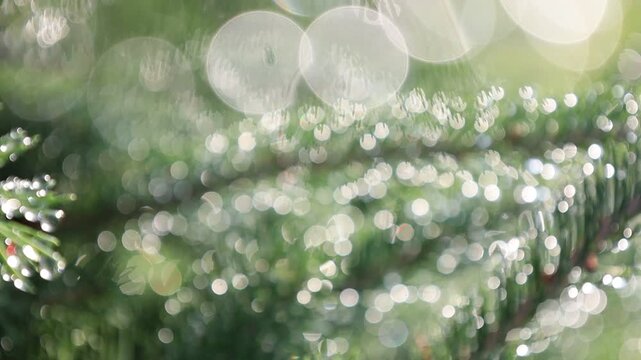 Primary: Sunlit Evergreen Pines with Sparkling Dew Drops & Soft Lens Bokeh.  Captured in lush close-up macro detail, vibrant evergreen pine branches glisten under soft morning sunlight following fresh