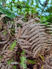 Dry brown fern fronds intermingled with fresh green leaves. © agustian