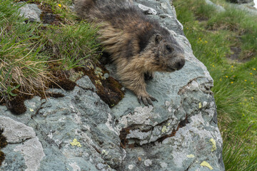Fototapeta premium Wild Alpine Marmot Climbing on Rocky Alpine Habitat in Hohe Tauern National Park, Austria. Captured near Kaiser-Franz-Josefs-Höhe along the Grossglockner High Alpine Road