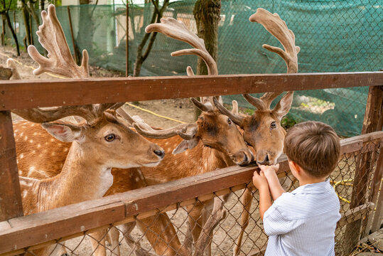 Little boy feeding cute fallow deer at eco park zoo