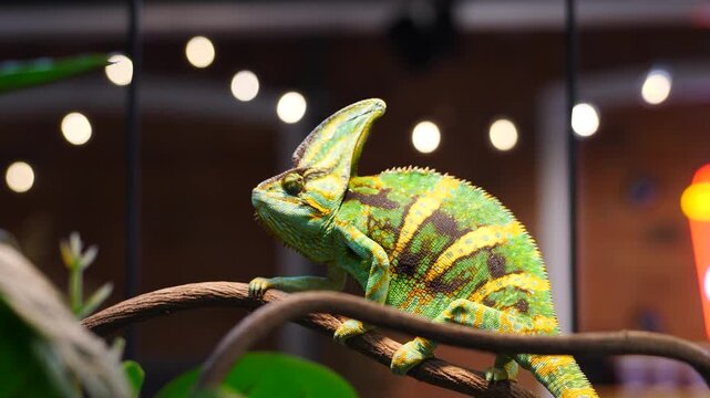 Close-up of elderly bright green chameleon sitting on branch and looking around pet shop background. Veiled chameleon or Yemen chameleon (Chamaeleo calyptratus). 4 k video