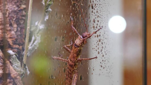 Close-up footage of Trachyaretaon stick insect in pet store. Its twig-like body and natural camouflage are clearly visible. Ideal for nature, education, and wildlife content. 4 k video