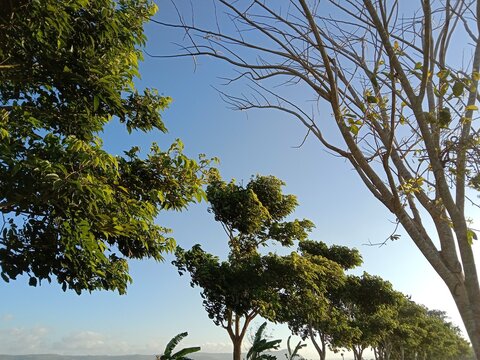 The mahogany tree stands tall with a spreading canopy and dense green foliage. The backdrop of a clear blue sky and surrounding trees creates a cool, natural atmosphere, showcasing the beauty and shad