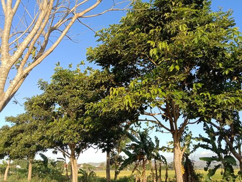 The mahogany tree stands tall with a spreading canopy and dense green foliage. The backdrop of a clear blue sky and surrounding trees creates a cool, natural atmosphere, showcasing the beauty and shad