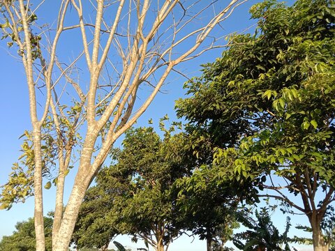 The mahogany tree grows upright, featuring a spreading crown and dense green foliage. The backdrop of a clear blue sky and other trees creates a cool, natural atmosphere.