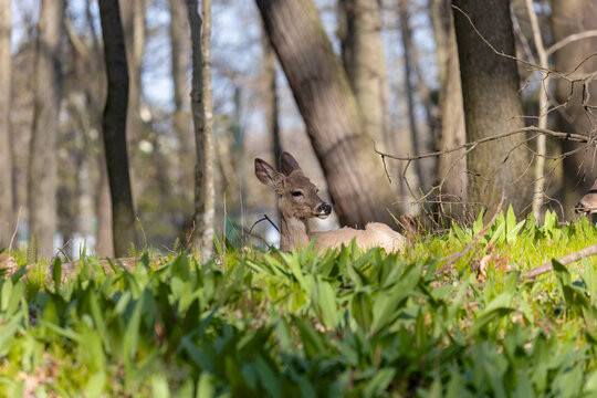 White-tailed deer (Odocoileus virginianus) lying in a wild garlic stand