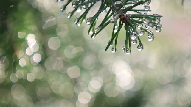 Glistening Water Droplets on Tree Branch, Post-Rain Sunlight - Seamless Loop
For the background music of videos