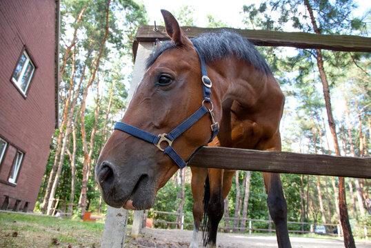 A close-up of an adult horse's head