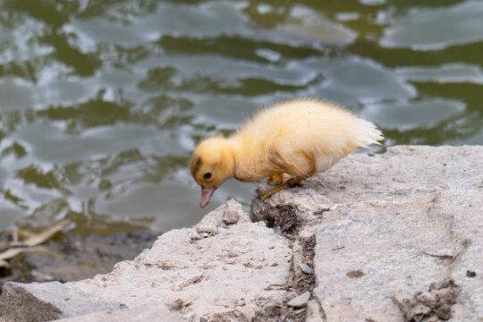  newborn yellow duckling.