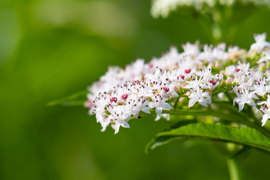 white elder flowers close-up