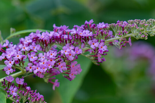 Beautiful purple flowers Buddleja davidii, close-up