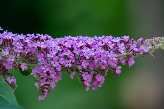 Beautiful purple flowers Buddleja davidii, close-up