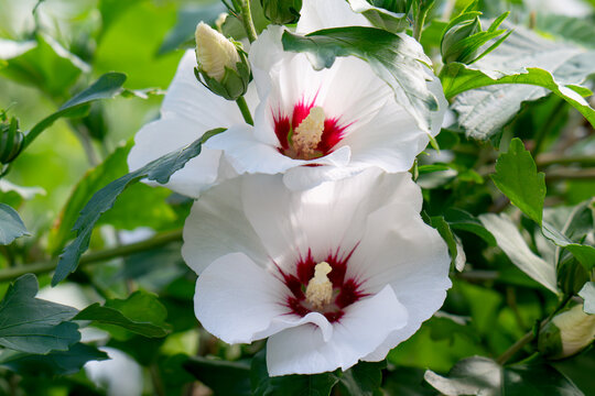 Beautiful Hibiscus flowers in the garden.Hibiscus Rosa-Sinensis flower known as Chinese hibiscus