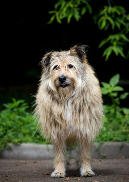 Full-length portrait of a fluffy mixed-breed terrier dog standing outdoors.