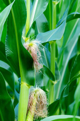 Obraz premium Corn field in the countryside. Growing corn. Female inflorescence