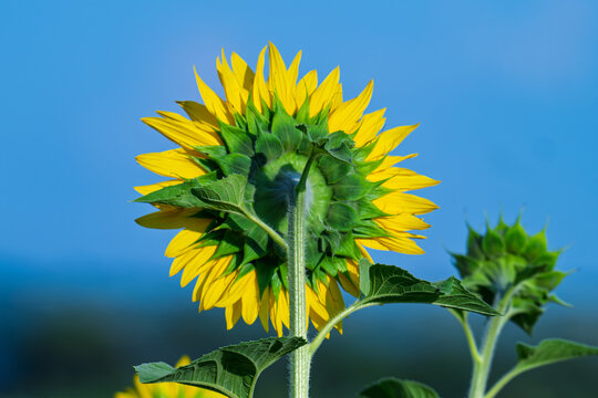 Closeup Beautiful fields with sunflowers in the summer on a sunny day. Many sunflower bloom in summer field.