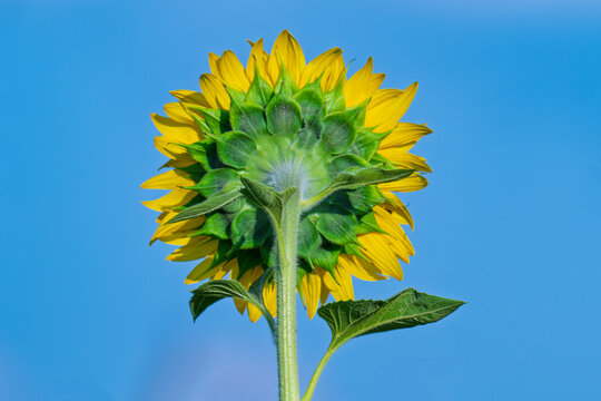 Closeup Beautiful fields with sunflowers in the summer on a sunny day. Many sunflower bloom in summer field.