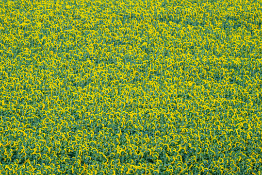 Closeup Beautiful fields with sunflowers in the summer on a sunny day. Many sunflower bloom in summer field.