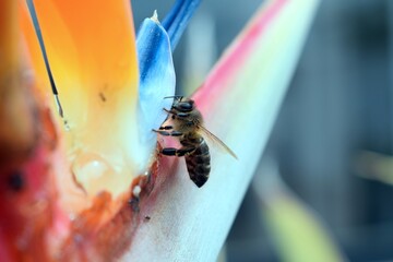 Honey bee collecting nectar from a bird of paradise flower © Gemma