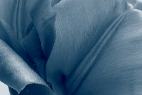 Blue gray Tulip Flower bud Petals, Leaf. Minimalist Natural light, shadow art Cyanotype Effect background.