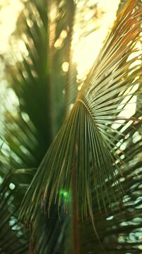 Close up of green palm leaf with warm golden sunlight shining through fronds, beautiful tropical plant details with sun flare and bokeh background for summer vacation holiday travel, environmental