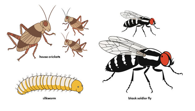 Educational illustration set of insects featuring crickets and flies crickets entomology education wildlife illustration collection creatures research classroom learning metamorphosis