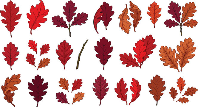 Autumn oak leaves collection vector set with isolated red orange and brown foliage elements for thanksgiving design
