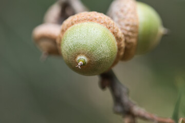 Detailed macro photograph showing the texture and tip of a green acorn with light brown cupule on an oak branch against a soft bokeh background. © Rogier van Bunnik