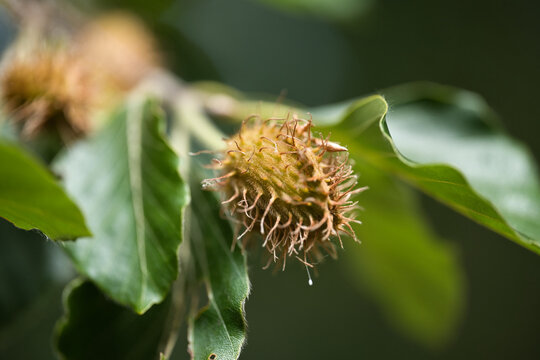 Close-up macro photo of a spiky beech nut cupule hanging among green beech tree leaves against a soft bokeh background.