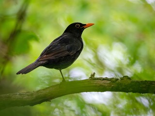 Fototapeta premium Blackbird in the forest sitting on a branch