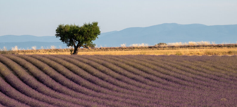 Rows of fragrant purple lavender flowers growing in the Valensole region of Provence, south of France. Iconic tree in distance on the horizon. Photographed in the early evening in golden hour.