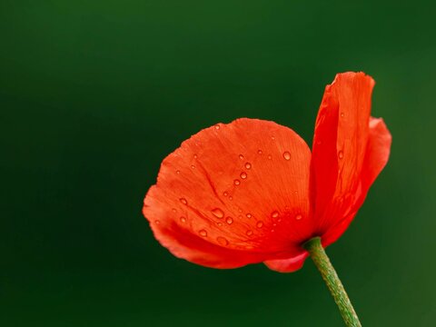 Poppy with water droplets against a green background