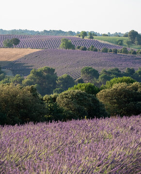 Fragrant Purple Blooming Lavender Growing in Fields on the Valensole Plateau, Provence, France