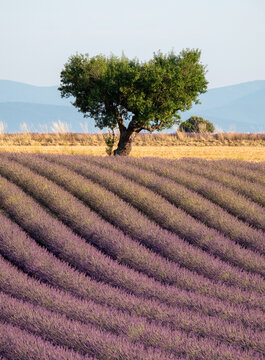 Rows of fragrant purple lavender flowers growing in the Valensole region of Provence, south of France. Iconic tree in distance on the horizon. Photographed in the early evening in golden hour.