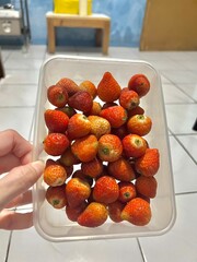 fruit salad in a bowl © Stefhanie