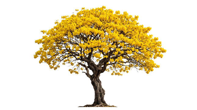 Vibrant Yellow Flowering Tree Isolated on Black Background Blooming Golden Tabebuia Spring Nature Tree