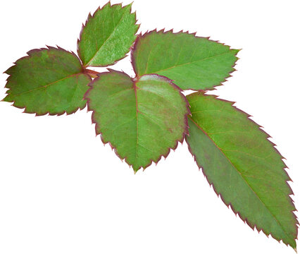 Beautiful Leaf for Rose flower focus stacking close up isolated