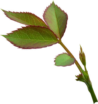 Beautiful Leaf for Rose flower focus stacking close up isolated